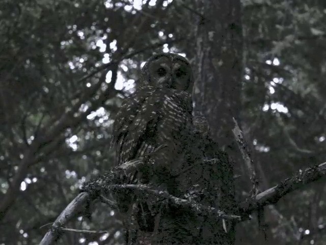 Spotted Owl (Northern) - ML201666061