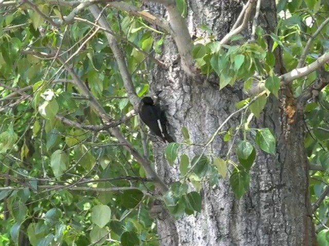 White-headed Woodpecker - ML201666351