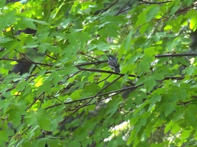 Black-throated Gray Warbler - ML201666391