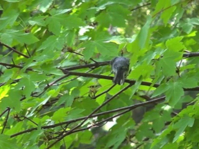 Black-throated Gray Warbler - ML201666401