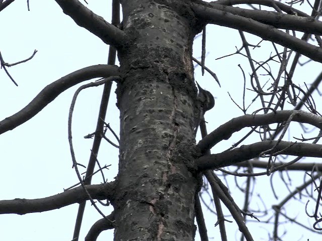 Black-backed Woodpecker - ML201666411