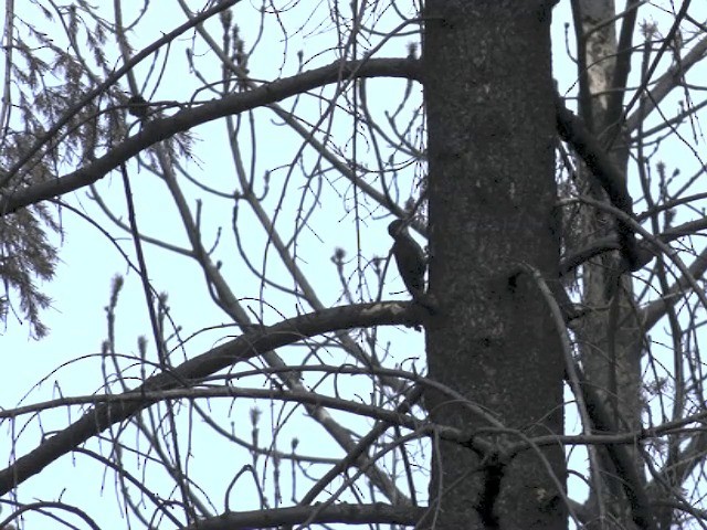 Black-backed Woodpecker - ML201666431