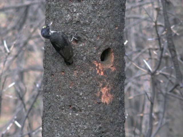 Black-backed Woodpecker - ML201666441
