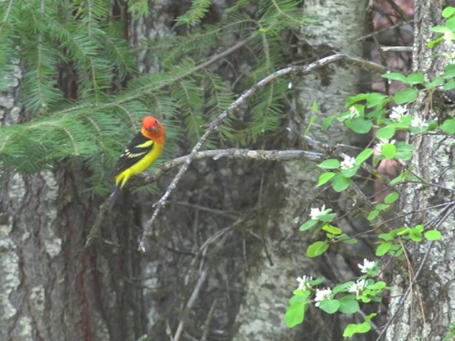 Western Tanager - ML201666461