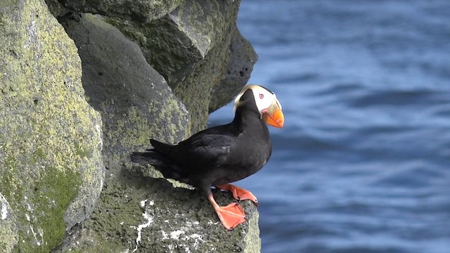 Tufted Puffin - ML201666501