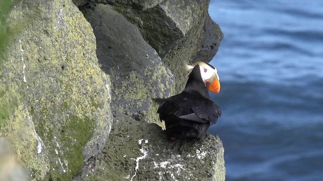 Tufted Puffin - ML201666511