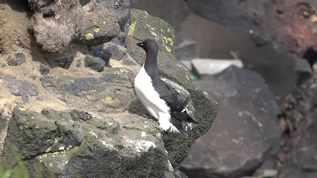 Thick-billed Murre - ML201666531