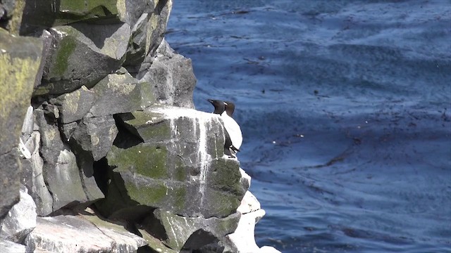 Thick-billed Murre - ML201666541