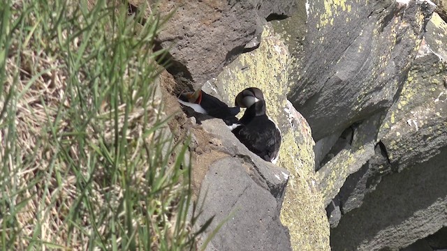 Horned Puffin - ML201666551