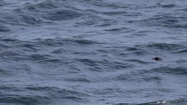 Perçemli Denizpapağanı - ML201666581