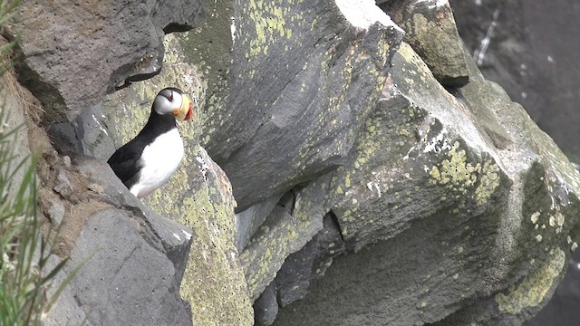 Horned Puffin - ML201666621