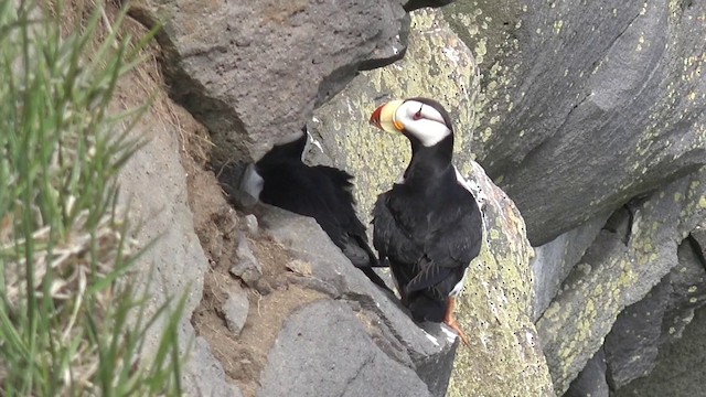Horned Puffin - ML201666631