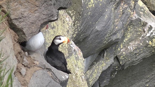 Horned Puffin - ML201666641