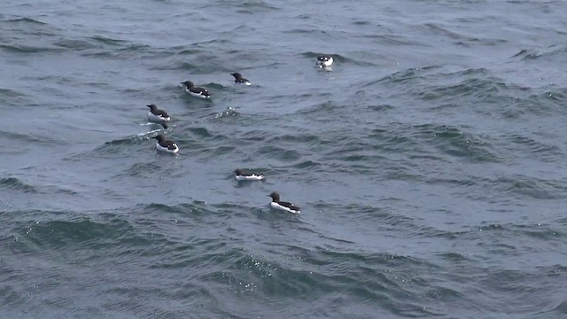 Thick-billed Murre - ML201666651