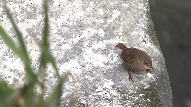 Pacific Wren (alascensis Group) - ML201666681