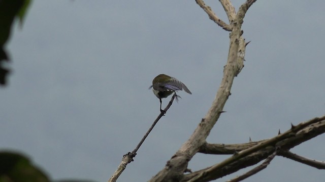 Fork-tailed Sunbird (Fork-tailed) - ML201666731