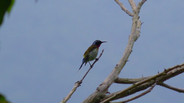 Fork-tailed Sunbird (Fork-tailed) - ML201666741