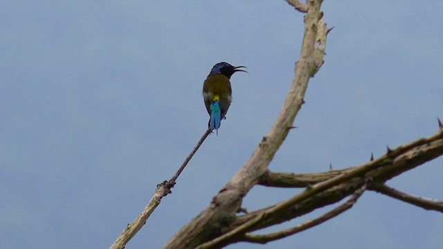 Fork-tailed Sunbird (Fork-tailed) - ML201666751