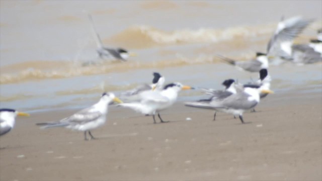 Chinese Crested Tern - ML201666821
