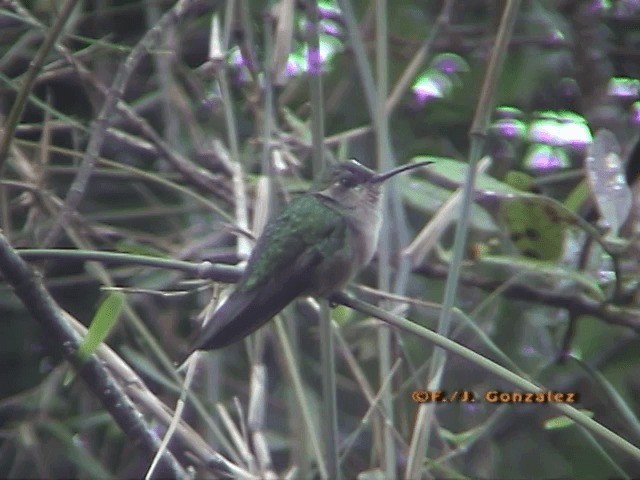 kolibřík haitský - ML201667031