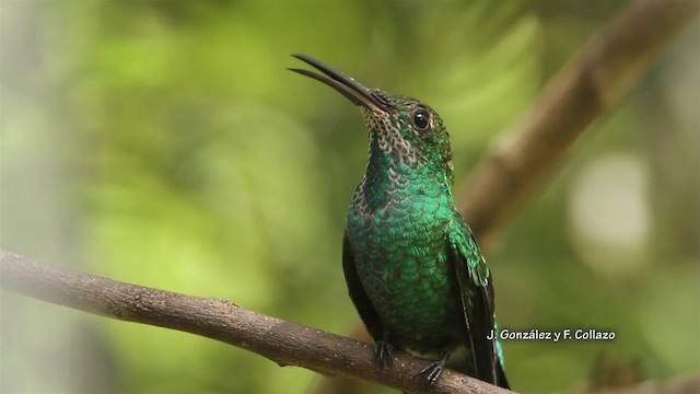 kolibřík smaragdový - ML201667111