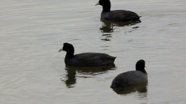 Red-knobbed Coot - ML201667161