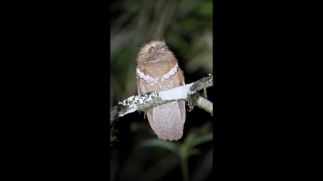 Philippine Frogmouth - ML201667301