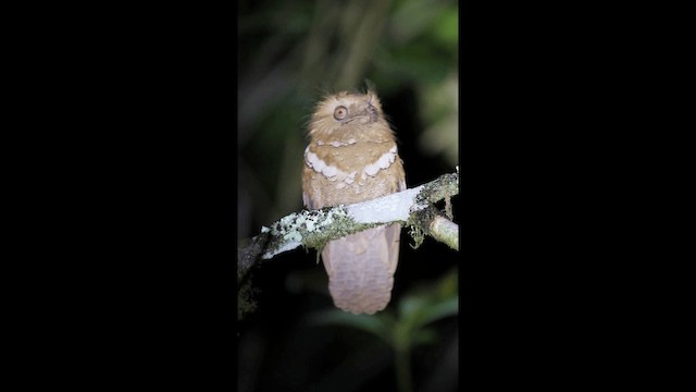 Philippine Frogmouth - ML201667311