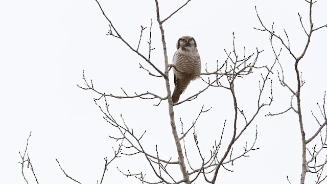 Northern Hawk Owl (Eurasian) - ML201667341