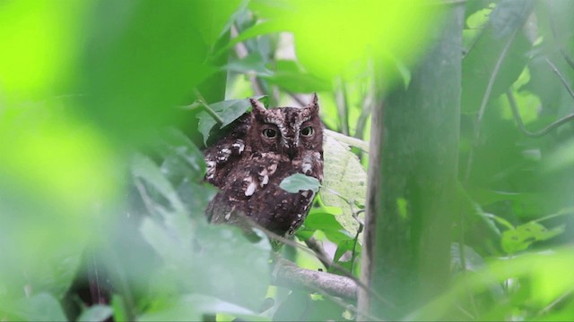 Sulawesi Scops-Owl - ML201667421