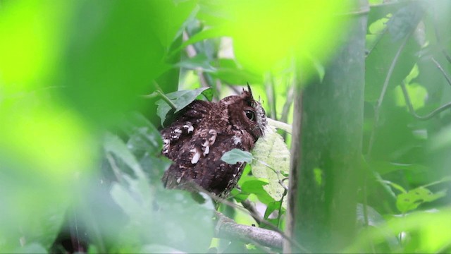 Sulawesi Scops-Owl - ML201667431