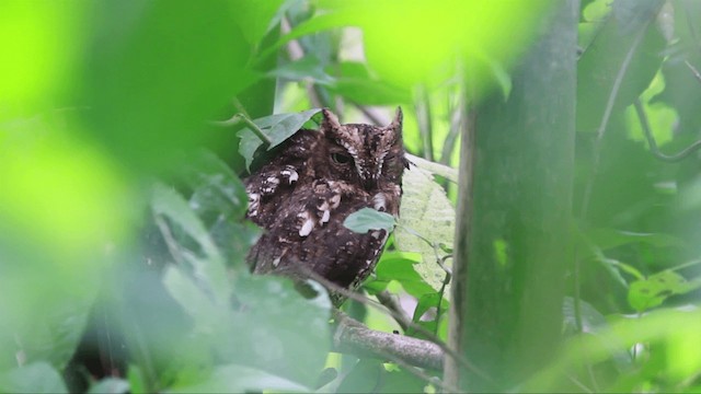 Sulawesi Scops-Owl - ML201667441