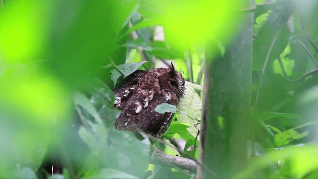 Sulawesi Scops-Owl - ML201667451