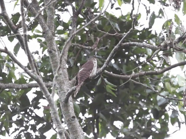 Philippine Hawk-Cuckoo - ML201667541
