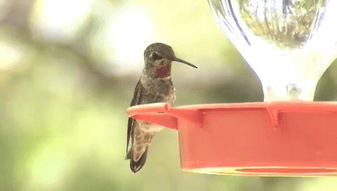 Anna's Hummingbird - ML201667721