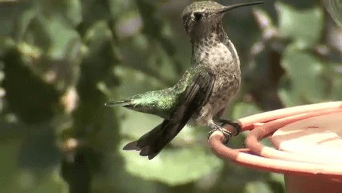 Anna's Hummingbird - ML201667731