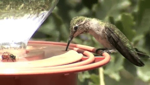 Anna's Hummingbird - ML201667741