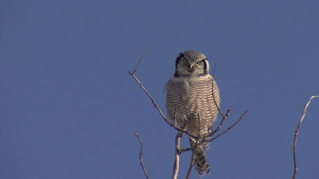 Northern Hawk Owl (American) - ML201667991