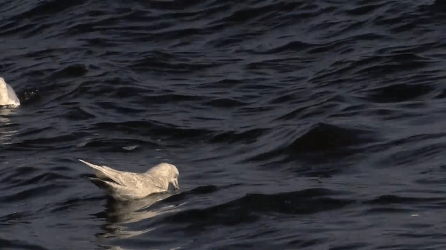Iceland Gull (kumlieni) - ML201668131