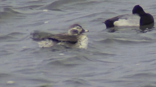 Long-tailed Duck - ML201668191