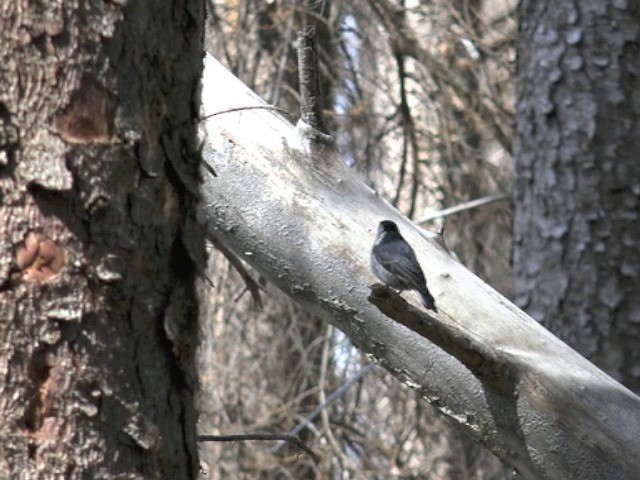 White-breasted Nuthatch (Interior West) - ML201668341