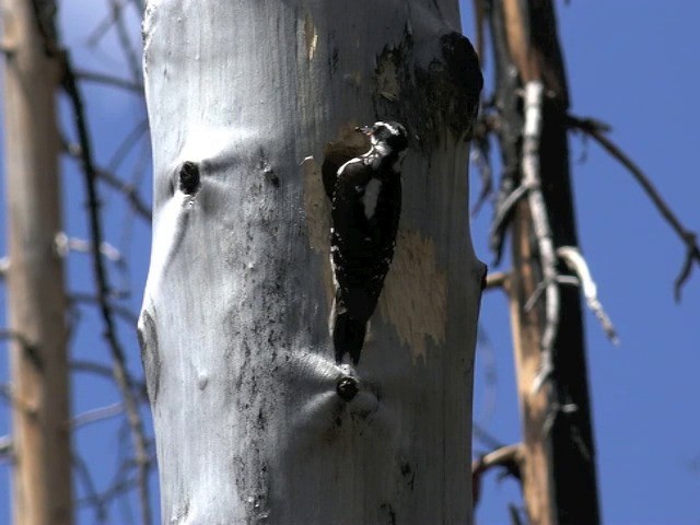 Hairy Woodpecker (Rocky Mts.) - ML201668381