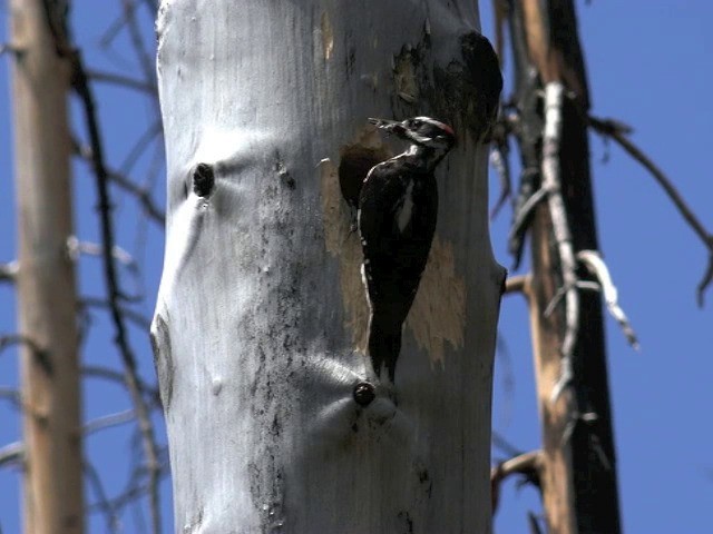 Hairy Woodpecker (Rocky Mts.) - ML201668401