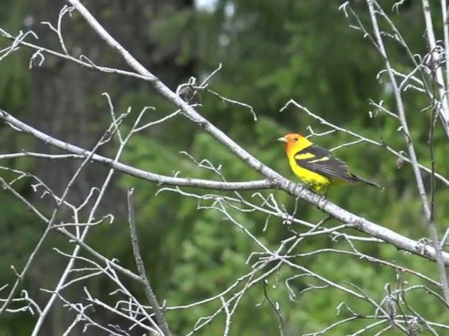 Western Tanager - ML201668481
