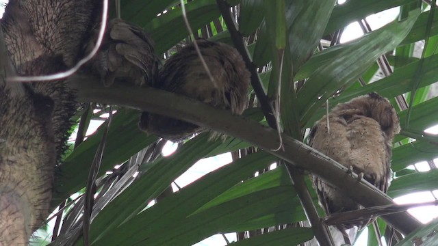 Sunda Scops-Owl - ML201669111