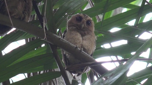 Sunda Scops-Owl - ML201669131
