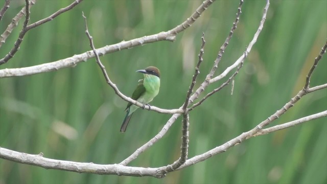 Blue-throated Bee-eater - ML201669211