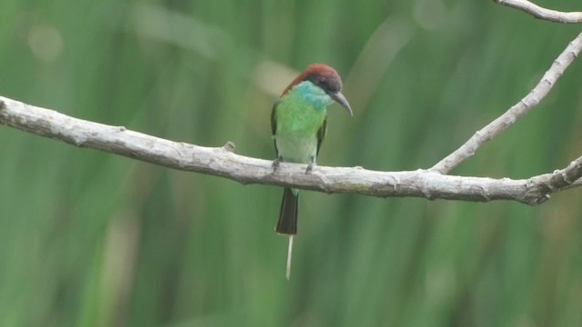 Blue-throated Bee-eater - ML201669221