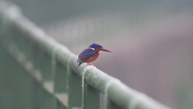 Blue-eared Kingfisher - ML201669271