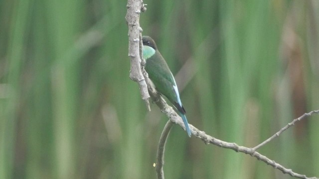 Blue-throated Bee-eater - ML201669281